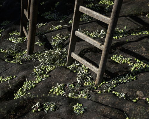 Tour enogastronomici Chiaramonte Gulfi: Monti Iblei: Tour dell'olio extravergine vicino Ragusa