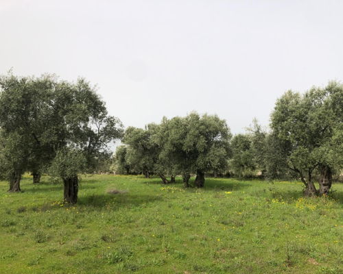 Tour enogastronomici Giovinazzo: Tour in bici con degustazioni e visita al frantoio