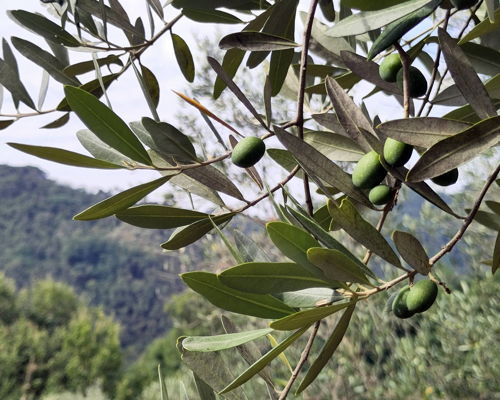 Tour enogastronomici Lucca: Tour in uliveto e aperitivo con vista sulle colline di Lucca
